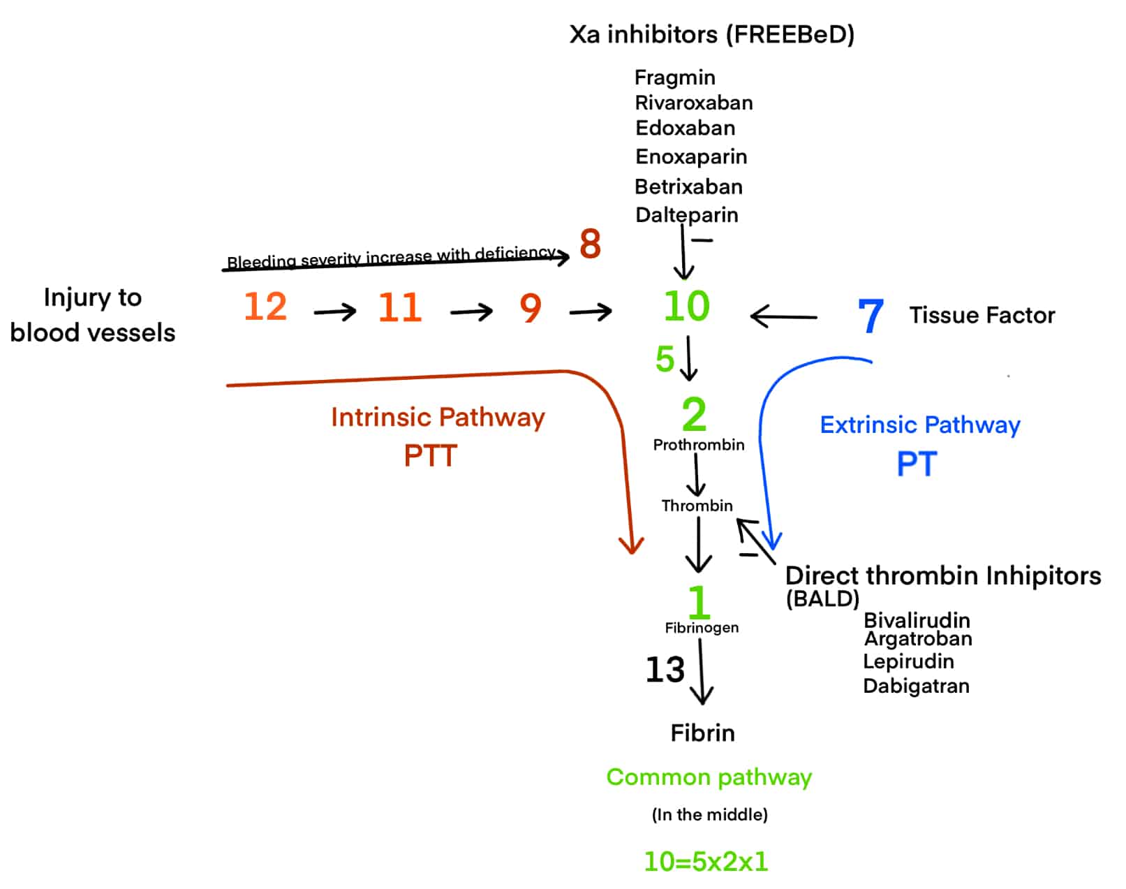 Coagulation pathway